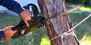 Best Emergency Tree Removal  in Lumbine, CO