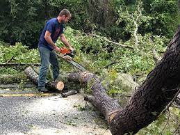 Best Arborist Consultation Services  in Lumbine, CO