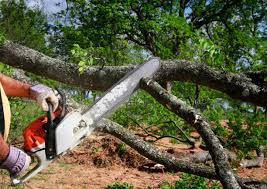 Trusted Columbine, CO Tree Services Experts