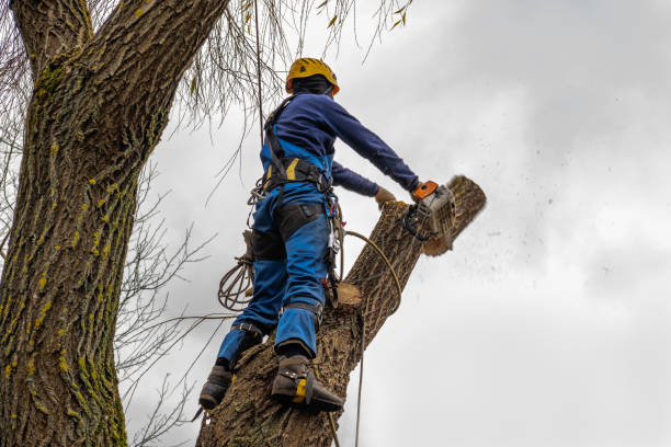 Best Seasonal Cleanup (Spring/Fall)  in Lumbine, CO