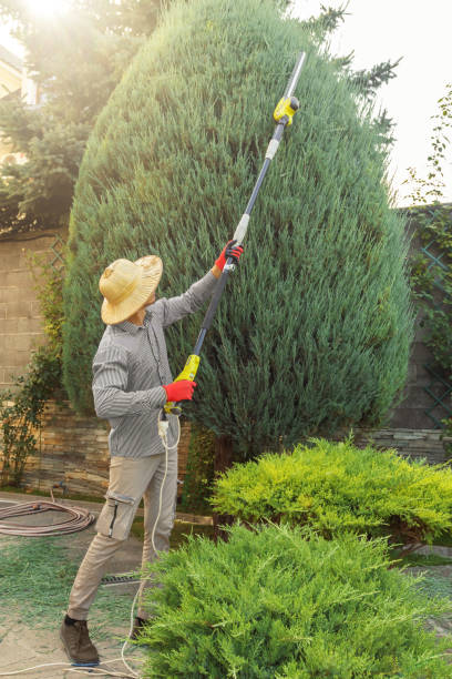 Best Fruit Tree Pruning  in Lumbine, CO