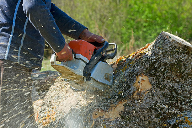 Best Storm Damage Tree Cleanup  in Lumbine, CO